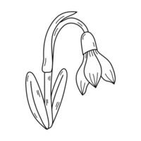 Snowdrops flower outline Illustration. Graphic design isolated object for spring. Hand drawn black ink sketch isolated on white. vector