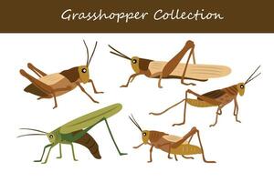 Collection of grasshopper isolated on white background. Vector illustration.