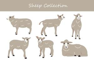 Sheep collection. Cute cartoon sheep. Vector illustration isolated on white background.