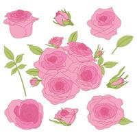 Set of Pink Roses Collection and Green Leaves for Wedding or Valentine Greeting Card or Invitation Design Vector