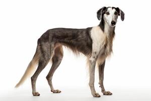 ai generado saluki perro en blanco antecedentes foto