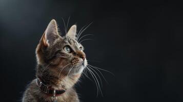 ai generado gato con un gato collar profesional fotografía foto