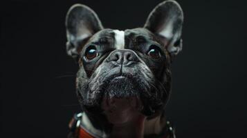 ai generado perro con un perro collar profesional fotografía foto