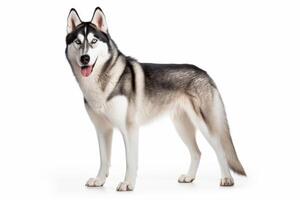 AI generated Siberian husky dog on white background photo