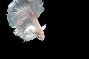 Platinum Halfmoon dumbo ear betta fish on black background photo