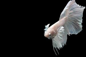 Platinum Halfmoon dumbo ear betta fish on black background photo