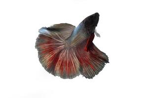 Fancy rose tail half moon betta fish on black photo