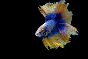 Blue yellow double tail halfmoon betta fish photo