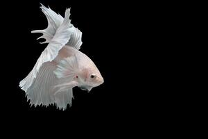 Platinum Halfmoon dumbo ear betta fish on black background photo