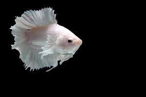 Platinum Halfmoon dumbo ear betta fish on black background photo