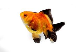 gold fish in a glass photo