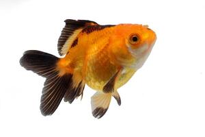 gold fish in a glass photo