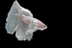 Platinum Halfmoon dumbo ear betta fish on black background photo