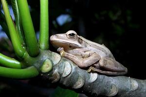 a tree frog on a trunk photo