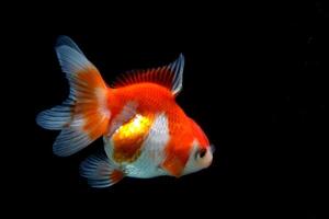 Red and white fancy goldfish on black background photo