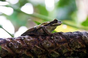 Little tree frog on bark photo