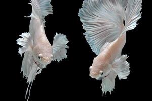 Platinum Halfmoon dumbo ear betta fish on black background photo