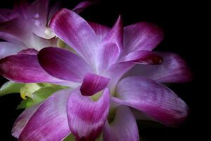 flor morada sobre fondo negro foto