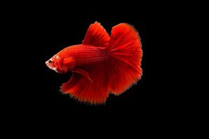 Super red betta fish on black background photo