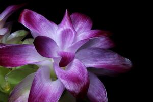 Purple Flower on black background photo