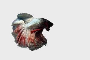 Fancy rose tail half moon betta fish on black photo