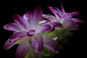 Purple Flower on black background photo