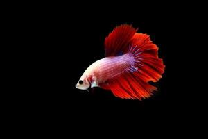 Red Cambodian Halfmoon betta fish on black photo