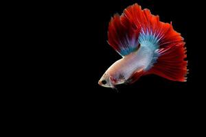 Red Cambodian Halfmoon betta fish on black photo