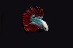 Cambodian Crown tail betta fish, beautiful mascot color betta fish photo