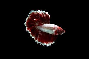 Red lavender rose tail betta fish photo
