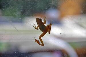 Little tree frog on bark photo