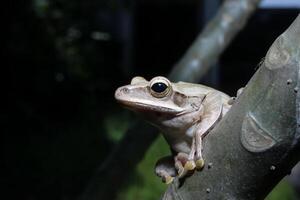 a tree frog on a trunk photo