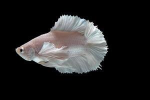 Platinum Halfmoon dumbo ear betta fish on black background photo