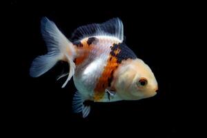 three color goldfish isolated on black photo