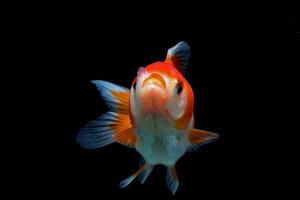 Red and white fancy goldfish on black background photo