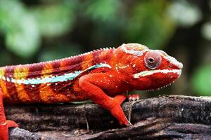 Beautiful creature ambilobe panther chameleon photo