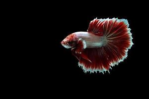 Red lavender rose tail betta fish photo