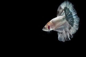 Beautiful Platinum cooper halfmoon  betta fish photo