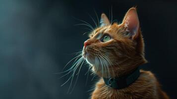 AI generated Cat with a cat collar professional photography photo