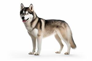 AI generated Siberian husky dog on white background photo