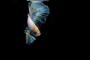 Rainbow halfmoon betta on black, betta fish, halfmoon tail betta photo