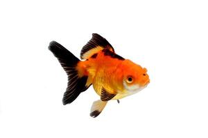 gold fish in a glass photo