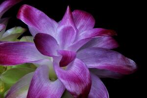 Purple Flower on black background photo