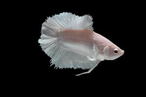 Platinum Halfmoon dumbo ear betta fish on black background photo