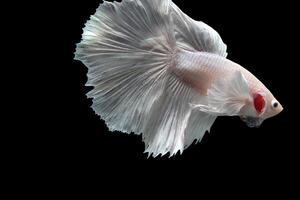 Platinum Halfmoon dumbo ear betta fish on black background photo
