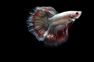 Beautiful Platinum cooper halfmoon  betta fish photo