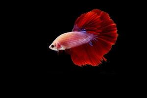 Red Cambodian Halfmoon betta fish on black photo