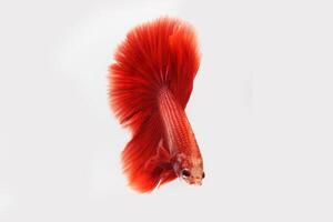 Super red betta fish on black background photo