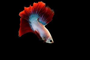 Red Cambodian Halfmoon betta fish on black photo