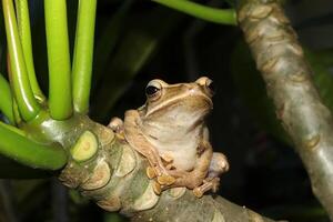 a tree frog on a trunk photo